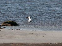 Birds WestCoast DK