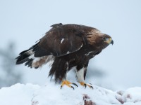 Golden Eagle Kongeorn