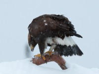 DSC 2360-1 : Accipitridae, Aquila chrysaetos, Aves, Fugl, Fugler, Kongeørn, Rovfugler, Ørner