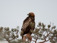 DSC 2520-1 : Accipitridae, Aquila chrysaetos, Aves, Fugl, Fugler, Kongeørn, Rovfugler, Ørner