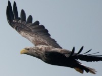 Havorn 0461-1-3 : Accipitridae, Aves, Fugl, Fugler, Haliaeetus albicilla, Havørn, Rovfugler, Ørner